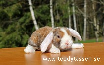 Teddytassens Nick (satinrex)