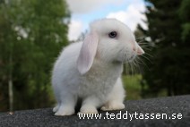 Teddytassens Nicke (satin)