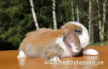 Teddytassens Nikita