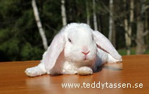 Teddytassens Niklas (rex)