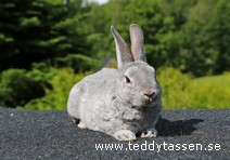 Teddytassens Nikodemus (rexpälsad)