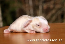 Teddytassens Nils-Erik (satin)