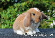 Teddytassens Nimra