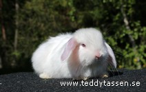 Teddytassens Ningo (satin)