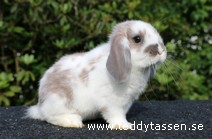 Teddytassens Ninnabell