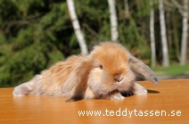 Teddytassens Ninni (satin)