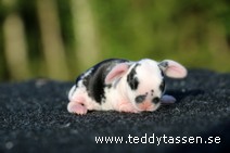 Teddytassens Ninzie