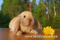 Nisse