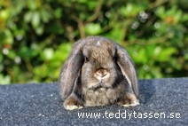 Teddytassens Nixon (satin)