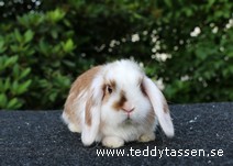 Teddytassens Nixsi (satin)