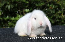 Teddytassens Nize (satin)