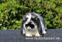 Teddytassens Nizzie (lars)