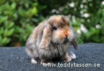Teddytassens Nobel (satin)