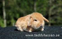 Teddytassens Nimbus