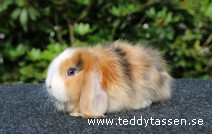 Teddytassens Nobi (satin)