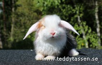 Teddytassens Noblette (satin)