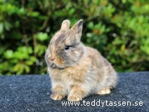 Teddytassens Nocturne