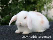 Teddytassens Noice
