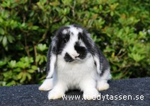 Teddytassens Noksos