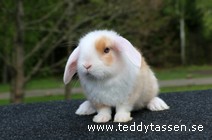 Teddytassens Nonstop (satin)