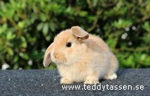 Teddytassens Nook