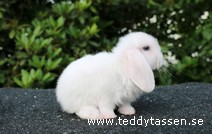 Teddytassens Norman (satin)