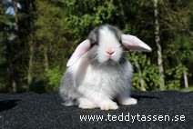 Teddytassens Norpan (satin)