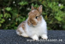 Teddytassens Nosa