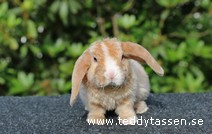 Teddytassens Nossa (satinrex)