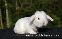Nossie