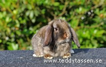 Teddytassens Notti (satin)