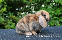 Teddytassens Nouchi