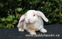 Teddytassens Noudy (satinrex)