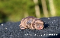 Teddytassens Nougat