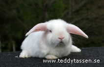 Teddytassens Nova (satin)
