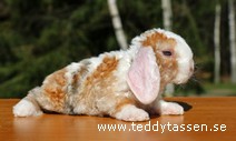 Teddytassens Nova (satinrex)
