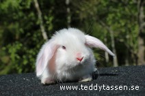 Teddytassens Nove (satin)