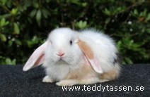 Teddytassens Novia (satin)