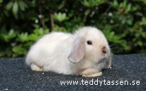Teddytassens Nox (satin)