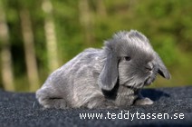 Nubbe