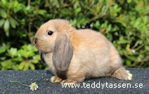 Teddytassens Nussen