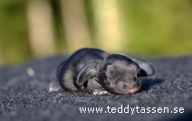 Teddytassens Nutella