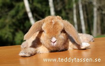 Teddytassens Nässla (rex)
