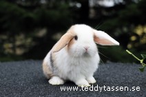 Teddytassens Oakies