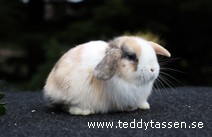 Teddytassens Obelixie