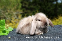 Teddytassens O`boy (satin)