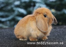 Teddytassens Occo