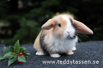 Teddytassens Ocho