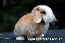 Teddytassens Octavia