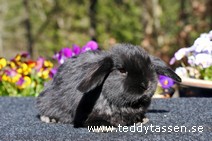 Teddytassens Oda